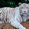 Mengungkap Rahasia Khodam Macan Putih: Perlindungan Khusus Bagi 3 Weton dengan Kepribadian Tegas dan Berani