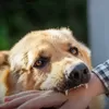 WASPADA! Bocah Delapan Tahun di Manggarai Timur Meninggal Usai Digigit Anjing Rabies