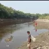 Sungai Bengawan Solo Tercemar Limbah, Warga Panen Ikan Mabok