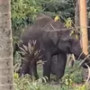 Warga resah, kawanan gajah liar masuk kampung di Bener Meriah