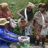 Diseminasi pembentukan kebun induk kopi Arabika Gayo 