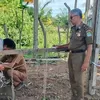 Pemkab Aceh Jaya lelang ternak hasil penertiban, terbuka untuk umum 