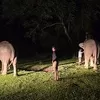 Warga Bener Meriah panik, gajah kembali masuk kampung 
