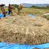 Hasil panen menurun dampak kemarau