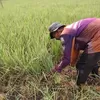 Padi gagal panen untuk pakan ternak