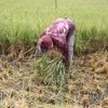 Petani Aceh Besar panen padi bukan untuk beras tapi jadi pakan ternak 