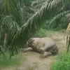 Gajah mati di lahan sawit Aceh Tamiang, begini reaksi BKSDA