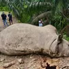BKSDA identifikasi Gajah Sumatera mati di Aceh Tamiang