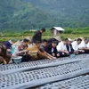 Dukung swasembada nasional, Gayo Lues tanam serentak bawang putih