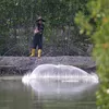 Hutan manggrove pesisir Banda Aceh terancam hilang