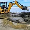 Bangkai Hiu Paus akhirnya dikubur di pantai Aceh Barat Daya