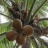 Keahlian panjat pohon kelapa