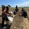 Capaian pemulihan sawah terdampak bencana di Pidie, sudah ada yang ditanami padi