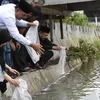 Hidupkan program ketahanan pangan, Aceh Tengah tabur 50.000 benih ikan nila