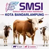 Iduladha 1447 H, SMSI Bandar Lampung Salurkan 1 Sapi dan 2 Kambing untuk Anggota dan Warga