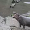 Taman Safari Buka Suara: Kuda Nil diberi Makan Plastik