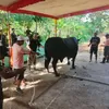 Sapi Kurban 1,1 Ton dari Presiden Prabowo Diserahkan ke Masjid Baabussalam Karanganyar