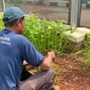 Panen Kangkung di SAE Lapas Cibinong Jadi Sarana Pembinaan Kemandirian WBP