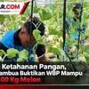 Dukung Ketahanan Pangan, Lapas Atambua Buktikan WBP Mampu Panen 400 Kg Melon