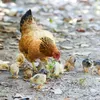 RAHASIA!!, Mengawali Peternakan Ayam Kampung: Kunci Sukses dari Pengalaman, Membuat Usaha Kecil Berhasil.....