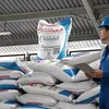 Harga Pupuk Turun 20 Persen, Kebijakan Baru Jaga Ketahanan Pangan Indonesia Saat Krisis Global Meluas