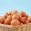 Harga Telur Magetan Anjlok, Langkah Pemerintah Lewat Program MBG Kini Jadi Sorotan Peternak dan Pelaku Pasar