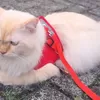 Startup Tiongkok Luncurkan Kalung AI Penerjemah Suara Kucing, Bisakah Teknologi Ini Memahami Emosi Hewan 