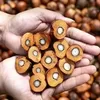 Kemenkeu Kantongi 10 Korporasi Sawit Diduga Manipulasi Harga Ekspor CPO, Kejagung Mulai Dalami Kasus Besar