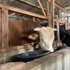 Si Mayor, Sapi Jumbo 1 Ton asal Bandung Barat yang Dipinang Presiden Prabowo untuk Iduladha 1447 H