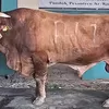 Presiden RI Salurkan Sapi Kurban Jumbo ke Bekasi, Bobotnya Capai 1,2 Ton