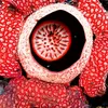 Menurut Studi : 60% Bunga Rafflesia Terancam Punah