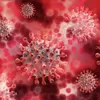  Wabah Virus Nipah Heboh di India, Ini Gejala dan Cara Pencegahannya, Pertama Kali Munculnya di Malaysia?