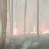 Kebun Pinus di Panglejar Cikalong Wetan Terbakar, Damkar KBB Gercep Padamkan Api