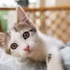 Cara Mencegah Kucing Liar Merusak Halaman Rumah Pakai Cangkang Telur 