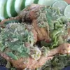 KULINER PEDAS: Resep Ayam Penyet dengan Sambal Ijo yang Bikin Nagih, Ide Jualan yang Cocok Dirintis Anak Muda