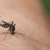 Inilah beberapa langkah tepat mengatasi banyak nyamuk dirumah !