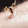 Cara Ampuh Mengusir Nyamuk, Cukup Gunakan Bahan Alami Ini Nyamuk Hilang dalam 3 Menit!