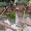 Penangkaran Jebol Gegara Diguyur Hujan Deras, Warga Cianjur Panik Buaya Lepas hingga Masuk ke Pemukiman