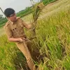 Lahan Sawah di Kota Depok Semakin Menyusut : Kecamatan Tapos Terluas, Sawangan Paling Sempit