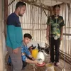 Penerima Bantuan Ketahanan Pangan 2023 di Cijeruk Bogor Sukses Kembangkan Ternak Ayam 