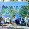 Hari Keanekaragaman Hayati, PLN EPI Tanam 2.500 Cemara Udang di Pesisir Lombok