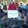 Tebar Kebahagiaan Iduladha hingga Pelosok Negeri, PLN EPI Salurkan 1.000 Paket Daging Kurban ke Wilayah 3T