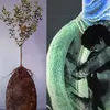 Mengubah Jasad Manusia Jadi Pohon? Inilah Inovasi Pemakaman di Swedia dan Irlandia