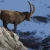 Ibex Alpen, Kambing Liar Pemberani di Pegunungan Alpen yang Menolak Gravitasi
