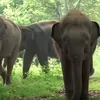 Gajah Pygmi Hutan Indonesia Keajaiban Miniatur dari Dunia Gajah