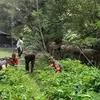 Petani Kopi Yagara Dapat Pendampingan Babinsa Wamena