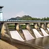  Dam Colo Ditutup, 7 Ribu Hektar Tanaman Padi Terancam Mati 