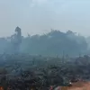 Kebakaran Lahan Kembali Terjadi di Muaro Jambi, Kali Ini yang Terbakar Lahan Kosong di Pematang Gajah