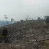 PT Tebo Indah, Tutup Mata Soal Karhutla Yang Terjadi Di Desa Aburan Batang Tebo