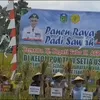 Hasil Panen Padi Melimpah Ketua DPRD Kabupaten Tebo: Bisa Dilakukan Dua Kali Setahun 